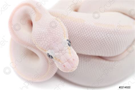 Image result for White Python