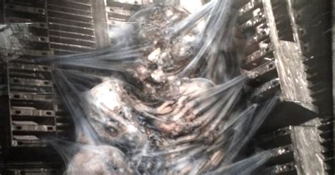 Afbeeldingsresultaten voor Alien Egg Morphing