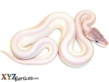 Toradh íomhá ar Mojave Snake Ball Python