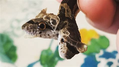 Image result for Two-Headed Baby Snake