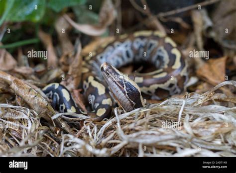 Afbeeldingsresultaten voor Red X Short-Tailed Python