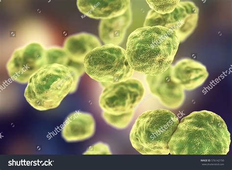 Image result for Gram-negative Pleomorphic Bacteria