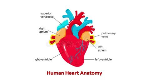 Bildergebnis für Anatomy of Heart Animation