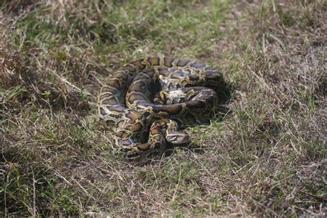 Toradh íomhá ar SWFL Python Pictures