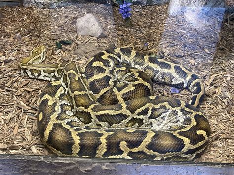 Image result for Burmese Python Cincinnati Zoo