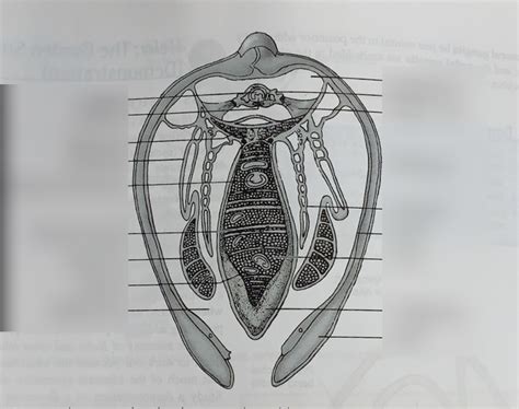 Image result for How to Bivalve Cast