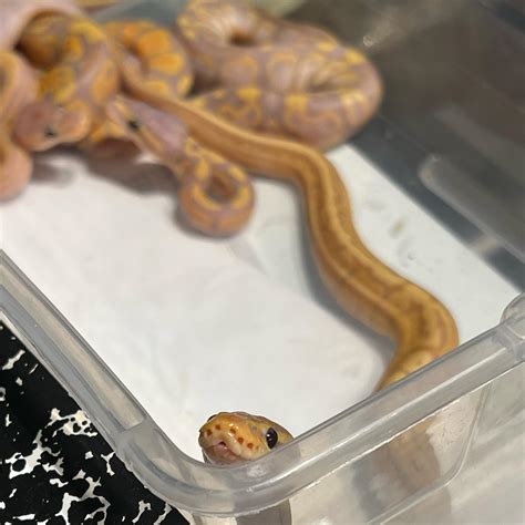 Pied Python に対する画像結果