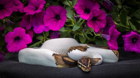 Image result for 4K Pet Python