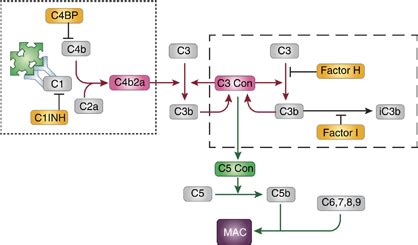 Image result for Complement Cascade Factor H