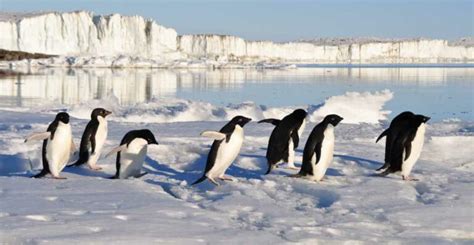 Afbeeldingsresultaten voor Penguin Bones