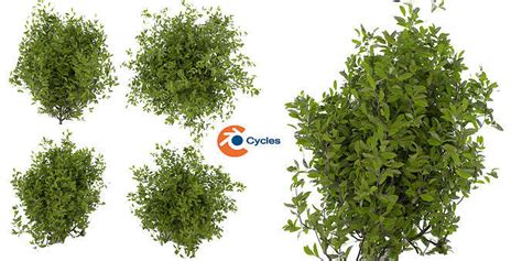 Image result for Blender 4 3 Bush Asset