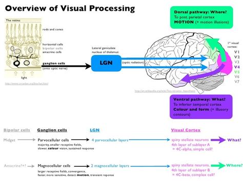 Image result for Visual Processing