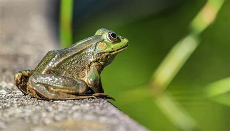 Image result for Animals That Can Hop or Jump