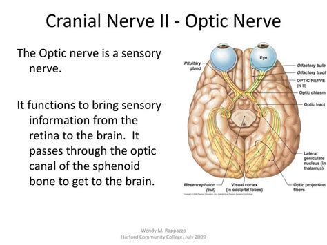 Cranial Nerves II に対する画像結果