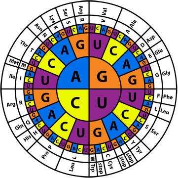 Codon Map に対する画像結果