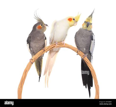 Image result for Cockatiels Playing