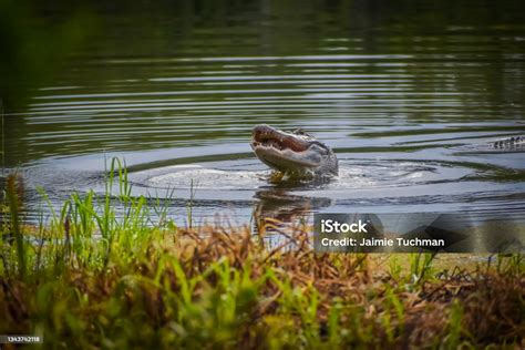 Image result for Guy Eating Pizza in Swamp with Alligator