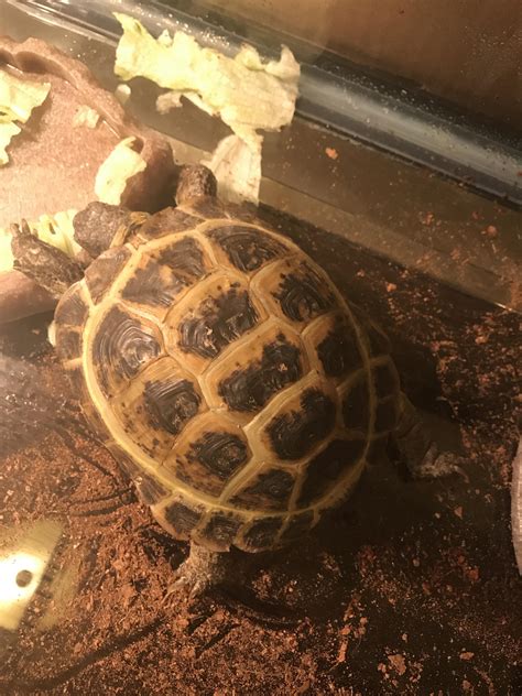 Desert Tortoise Shell Rot に対する画像結果