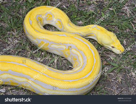 Image result for Golden Head Reticulated Python