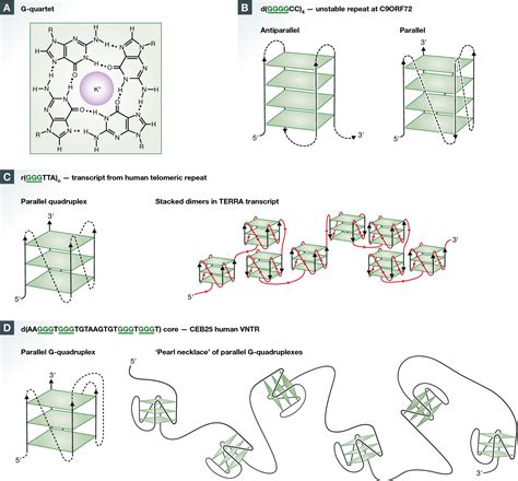 Image result for Parallel G4 Structure
