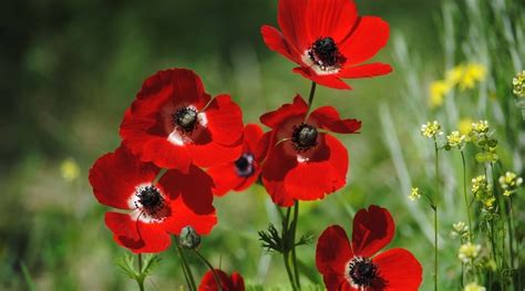 Red Color Flowers Most Beautiful Flowers To Express Your Love | Blog