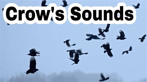 Crow Sounds Different に対する画像結果
