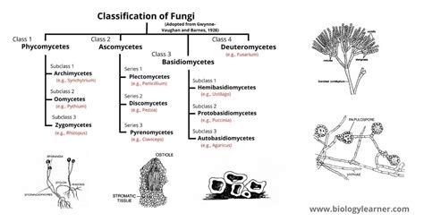 Toradh íomhá ar Classification Pic