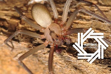 Image result for Recluse Spider and Web Stencil
