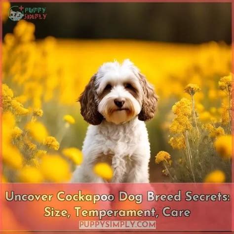 Cockapoo Dog Breed に対する画像結果