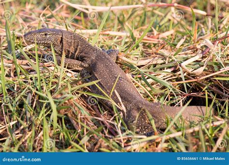 Toradh íomhá ar Nile Monitor Lizard
