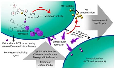Image result for MTT Assay Full Form