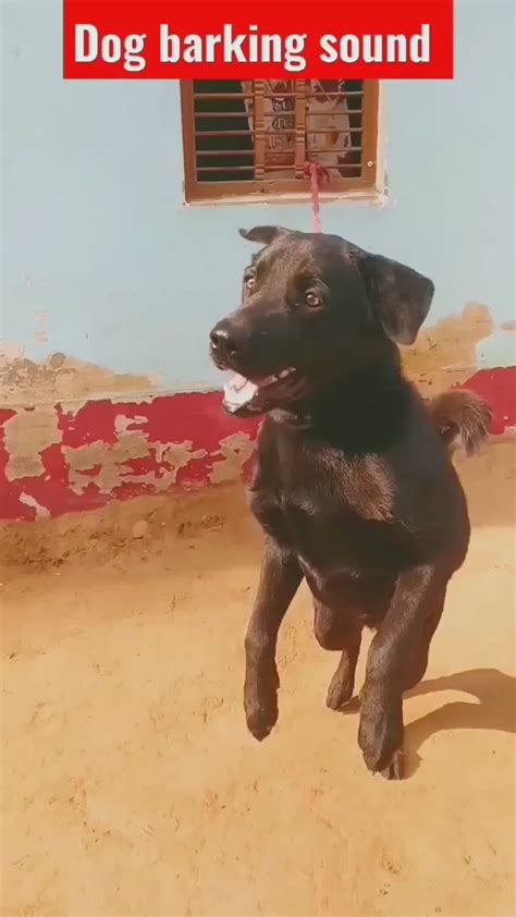 Image result for Sounds of Dogs Barking