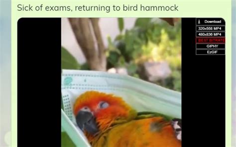 Image result for Code Interpreter Twitter GIF