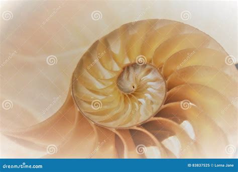 Image result for Sea Shell Fibonacci