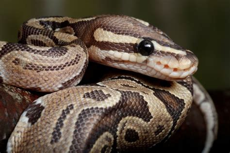 Fire Ball Python Morphs: Facts And Pictures
