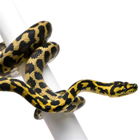 Toradh íomhá ar Carpet Python Tick