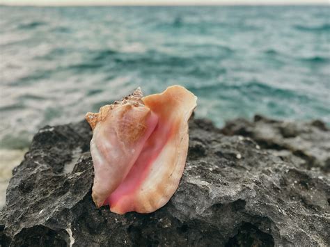 Image result for Conch Out of Shell
