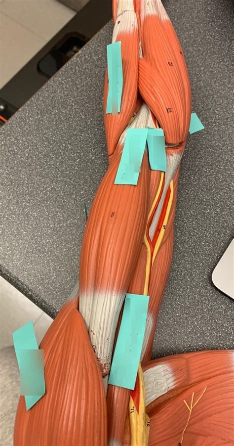 Afbeeldingsresultaten voor Arm Muscle Model