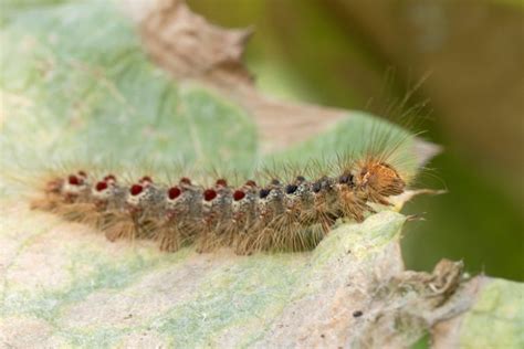 Gypsy Moth in Canada に対する画像結果