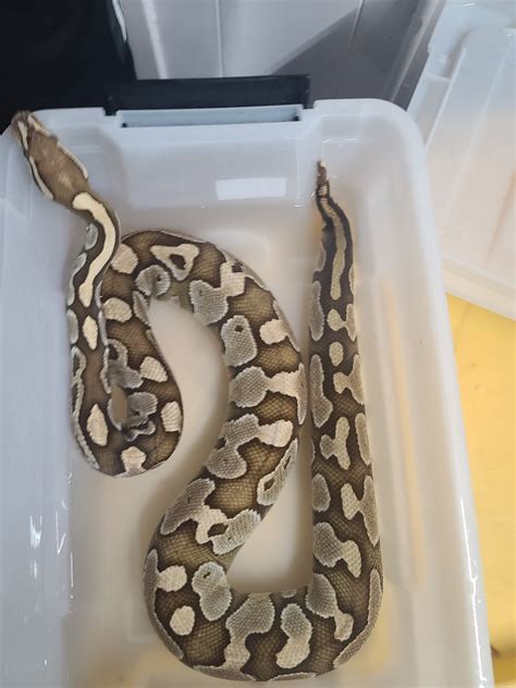 Toradh íomhá ar Mojave Ball Python