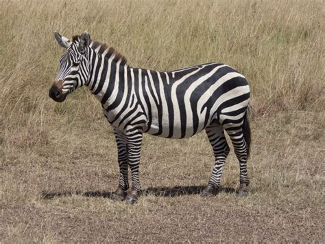 Image result for Zebra Gamer Kevin