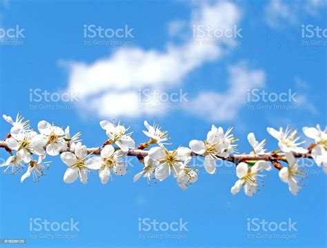 Image result for Spring Tree Branch