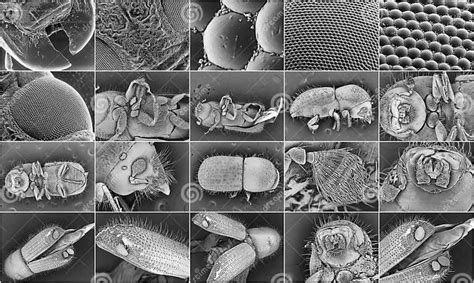 Insect Electron Microscope Photos Stock Image - Image of insect, eyes ...