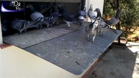 Afbeeldingsresultaten voor Cleaning the Pigeon Loft