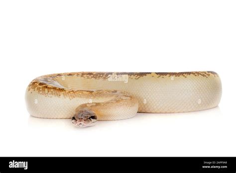 Image result for Bromies Python