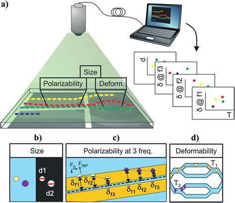 Afbeeldingsresultaten voor Multiparameter Flow Cytometry