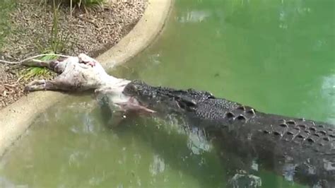 Image result for Alligator Death Roll