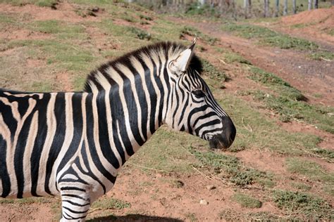 Toradh íomhá ar Zebra Gamer LBP