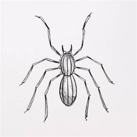 Image result for How to Draw a Alt Spider