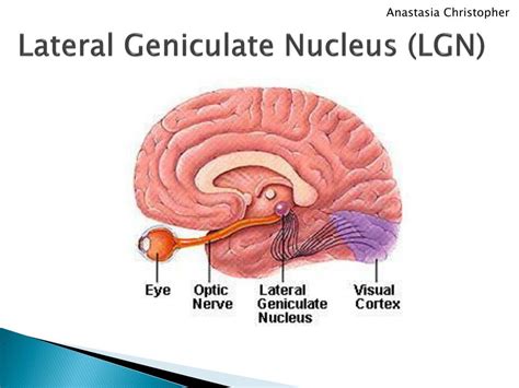 Receptive Field Primary Visual Cortex に対する画像結果